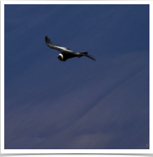 Andean Condor - Flying Sky